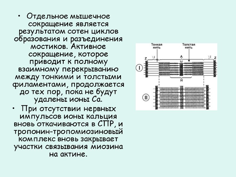 Отдельное мышечное сокращение является результатом сотен циклов образования и разъединения мостиков. Активное сокращение, которое